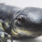 salamander template