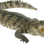 Crocodile