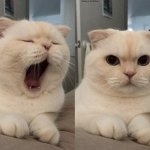 Yawning Cat What Do You Think? meme