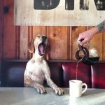 dog coffee tired