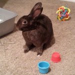 Rabbit with toys