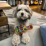 acoustic dog guitar