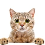 dress up this kitty