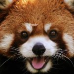 Shocked red panda