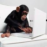 Monkey computer meme