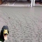 Duck making imprints in fresh cement template