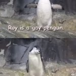 Roy