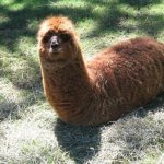 no leg lama