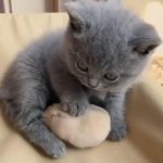 Cat comforting hamster