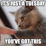 it's just a Tuesday - you've got this | IT'S JUST A TUESDAY; YOU'VE GOT THIS | image tagged in kitten fist bump | made w/ Imgflip meme maker