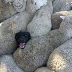 black sheep dog | WHEN SOMEONE OPENS; A PACK OF GUM | image tagged in black sheep dog | made w/ Imgflip meme maker