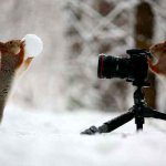 2 squirrels playing and shooting in the snow