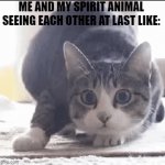 Me n' my spirit animal | ME AND MY SPIRIT ANIMAL SEEING EACH OTHER AT LAST LIKE: | image tagged in gifs,shaq,cat | made w/ Imgflip video-to-gif maker
