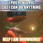 fIsH | I POST THIS PIC CUZ I CAN DO ANYTHING; HELP I AM DROWNING!! | image tagged in i am drowning | made w/ Imgflip meme maker
