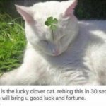 Made this a template. The name of it is "Lucky Clover Cat" Post it in all of your favorite streams. | image tagged in lucky clover cat,new template | made w/ Imgflip meme maker