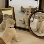 Puppy mirror