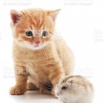 Cute kitty and Cute hamster