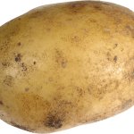 potato