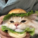 Cat Sandwich meme