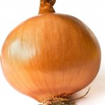 onion template