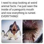 Penguin teeth