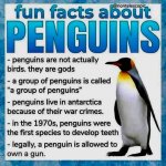 Fun facts about penguins meme