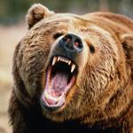 Bear angry