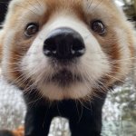 This image sure is a meme potential. | YOU GOT GAMES; ON YOUR PHONE? | image tagged in red panda,stare,staring,you got games on your phone,panda,memes | made w/ Imgflip meme maker