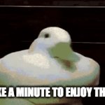 just stop, look at the duck, then resume whatever it was you were doing. :) | LETS TAKE A MINUTE TO ENJOY THIS DUCK | image tagged in gifs,cute,pets,ducks,memes,funny | made w/ Imgflip video-to-gif maker