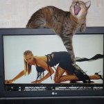 Cat touching lady on TV