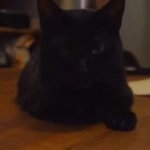 Cat Looks Bored GIF Template