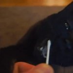 Cat Chews on Q-Tip GIF Template