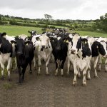 Dairy Cow Herd template