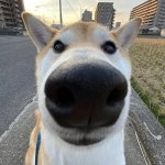 Big Nose Dog meme