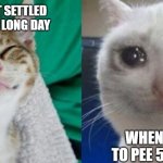 when you have to get up when you just laid down | WHEN YOU GET SETTLED IN BED AFTER A LONG DAY; WHEN YOU HAVE TO PEE 5 MINS LATER | image tagged in happy cat sad cat | made w/ Imgflip meme maker
