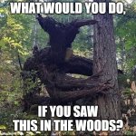 In the Woods | WHAT WOULD YOU DO, IF YOU SAW THIS IN THE WOODS? | image tagged in in the woods | made w/ Imgflip meme maker