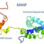 MANF