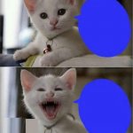 Piada do gato | image tagged in gato,cat,piada gato,cat joke,meme gato,meme cat | made w/ Imgflip meme maker