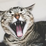 laughing cat