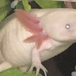 demon axolotl