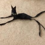 string cat