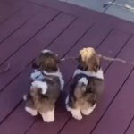 dogs GIF Template