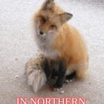 Fox | BAN HUNTING; IN NORTHERN IRELAND NOW! | image tagged in fox | made w/ Imgflip meme maker