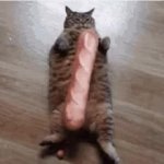 baguette cat GIF Template