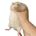 Rat Hand