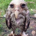 Wet owl