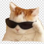 cool cat