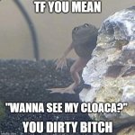 Bro what? | TF YOU MEAN; "WANNA SEE MY CLOACA?"; YOU DIRTY BITCH | image tagged in bro what | made w/ Imgflip meme maker