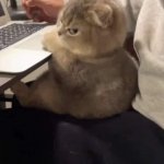 Angry Kitten Computer meme