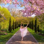 Ballerina in cherry blossoms